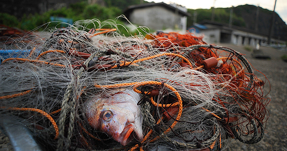 Wild caught fish - Photo by AWI