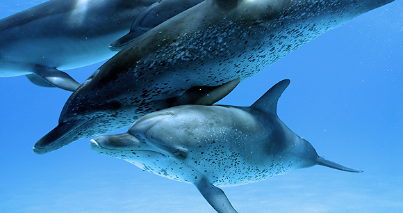 Wild dolphins - Photo by National Media Museum