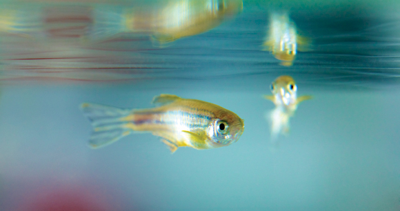 zebrafish - photo by Novartis