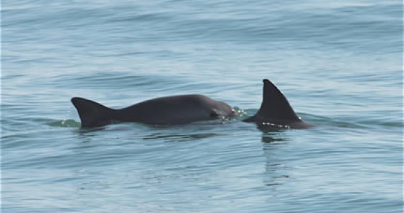 Photo of the endangered vaquita - Photo by Tom Jefferson