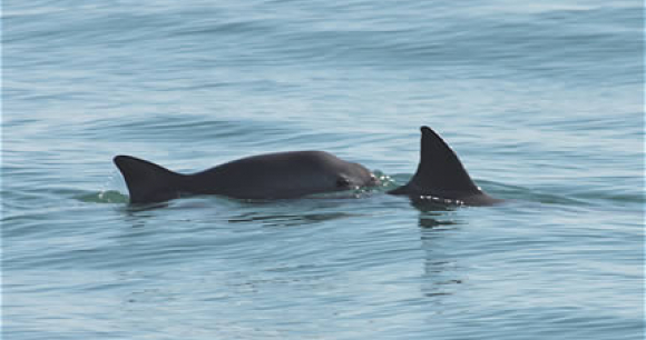 Photo of two vaquitas, by Tom Jefferson