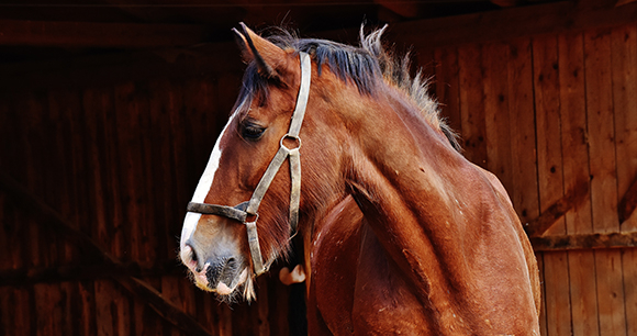 House Votes to Ban Unsafe Horse Transport