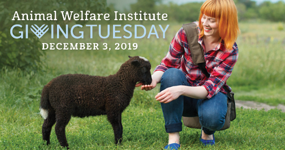 Animal Welfare Institute - Giving Tuesday 2019