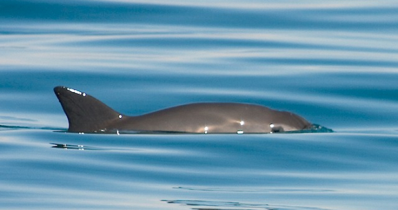 A vaquita porpoise in the ocean.