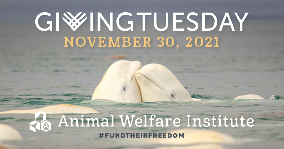 Two belugas nuzzle one another while swimming with the Giving Tuesday and AWI logos overlayed.