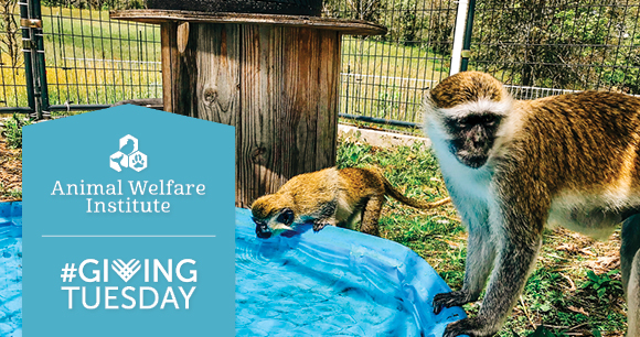 Photo by Primates Incorporated AWI Giving Tuesday. Photo by Primates Incorporated