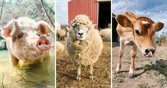 photos courtesy of Odd Man Inn Animal Refuge, Lighthouse Farm Sanctuary, and Iowa Farm Sanctuary photos courtesy of Odd Man Inn Animal Refuge, Lighthouse Farm Sanctuary, and Iowa Farm Sanctuary