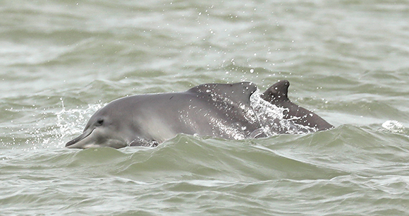 Two Atlantic humpback dolphins - Photo by Tilen Genov, CCAHD Two Atlantic humpback dolphins - Tilen Genov, CCAHD