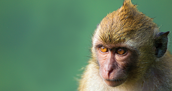 Photo by Tunatura Long-tailed macaque