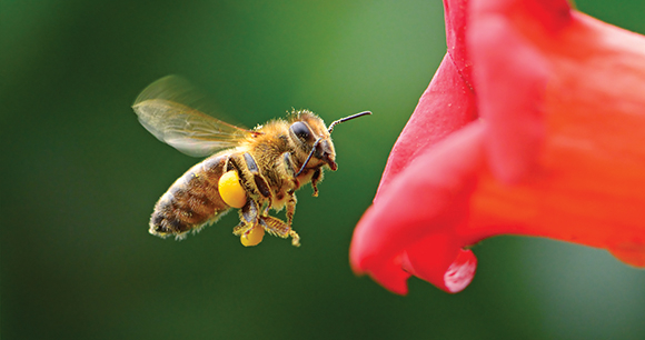 Photo by Serghei V Flying honey bee near bright red flower