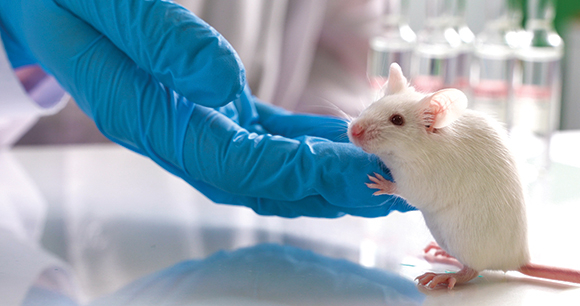 Mouse in laboratory setting crawling on gloved hand Mouse in laboratory setting crawling on gloved hand