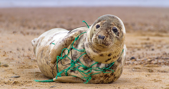 Photo by Kevin Seal entangled in fishing gear