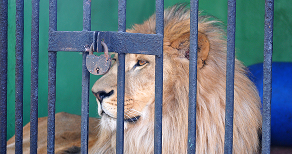 A lion behind a padlocked metal cage.