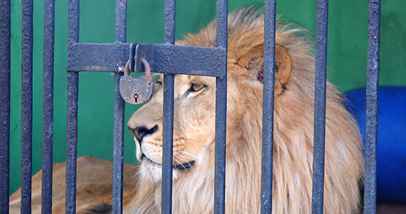 Photo by Andrey A lion behind a padlocked metal cage.