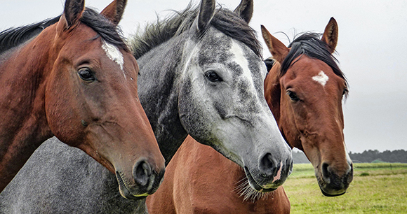AWI Commends Bipartisan Effort to Stop Horse Slaughter  