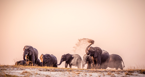 Photo by Javier Hueso African elephants - photo by Javier Hueso