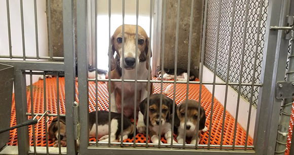Photo by PETA Photo by PETA of Envigo dogs