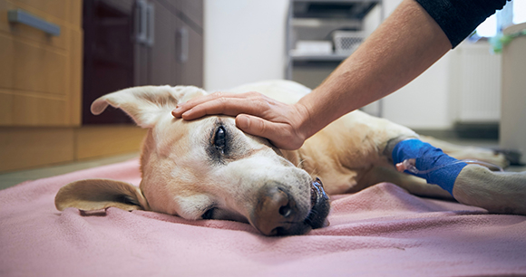 Injured dog with a person touching the dog's head