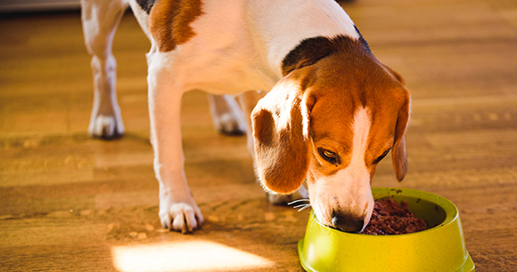 Photo by PrzemekIciak A beagle eats dog food out of a yellow bowl.