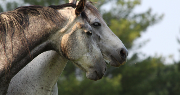 Two gray horses nuzzle each other.