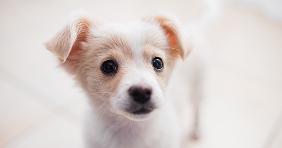A closeup of a white and tan puppy with a black nose and eyes.