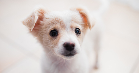 Photo by RogH A closeup of a white and tan puppy with a black nose and eyes.