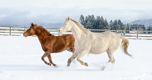 Two horses cantering in a snowy field - Photo by Marjorie Lewis Two horses cantering in a snowy field