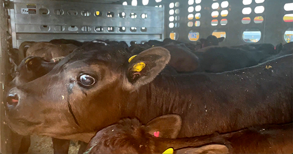 Calves on a transport truck.