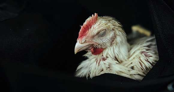 A rescued chicken in poor condition - Photo by Victoria de Martigny/We Animals Media a rescued chicken in poor condition