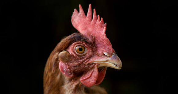 Photo by Virginia Long Chicken