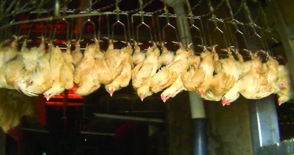 Chickens shackled by their feet, awaiting slaughter