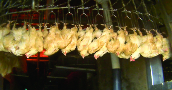Photo by Mercy For Animals Chickens shackled by their feet, awaiting slaughter