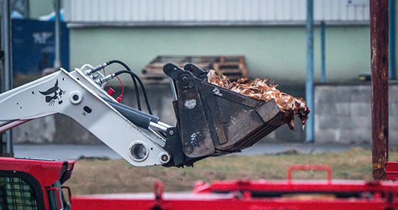 Masses of dead hens lie in a bucket loader.