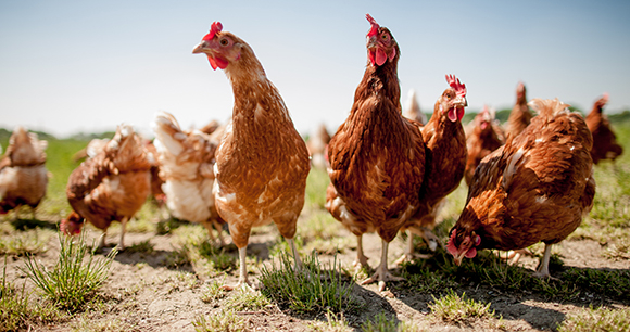 Chickens in a field on a sunny day.