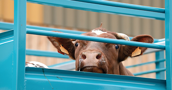 Cow looking out from transport pen