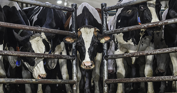 Dairy cows look out from behind a gate.