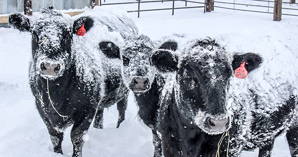 Cows in a snowstorm.