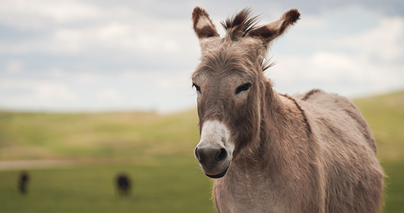 Photo by Laura Nyhuis Donkey