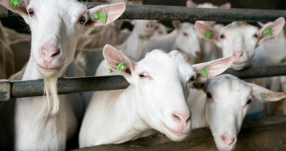 White goats look out from behind a metal barrier.