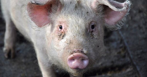 Photo from Flickr by Dan Belanescu Pig