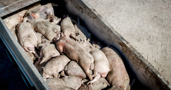 Photo by Direct Action Everywhere Bodies of deceased pigs lie piled in a dumpster