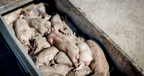 Bodies of deceased pigs lie piled in a dumpster