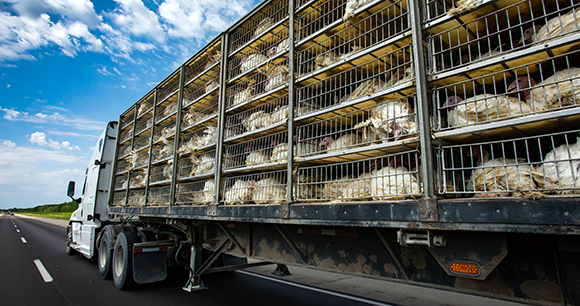 Turkeys lie in cages on a transport truck