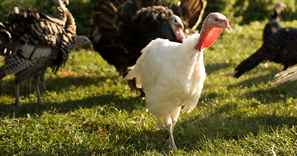 Turkeys walking on grass in the sun