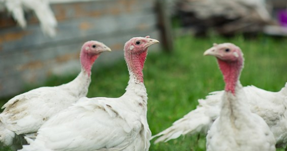 Three white turkeys stand in a grassy area.