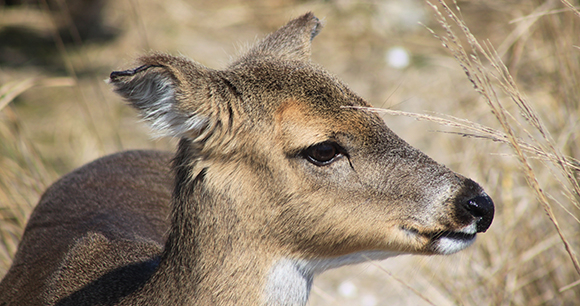 Deer photo by Rich Schieren