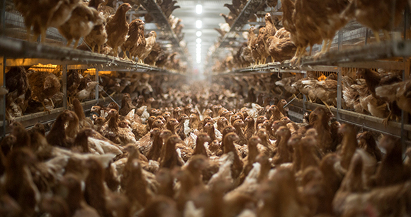 Photo by PAU Chickens