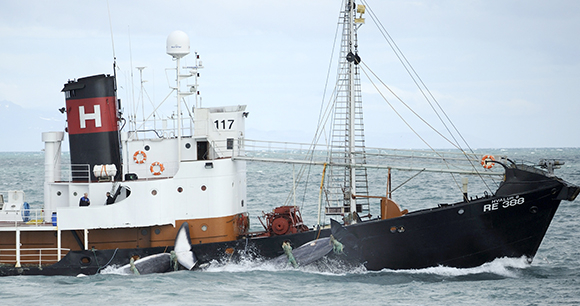 Photo by Timothy Baker Icelandic whaling