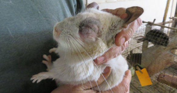 Photo by USDA A person holds a white chinchilla with a bruised eye that is swollen shut