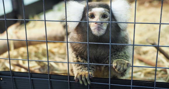 Photo by Khemika Kuhathongcharoen Marmoset